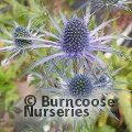 ERYNGIUM x zabelii 'Jos Eijking' 